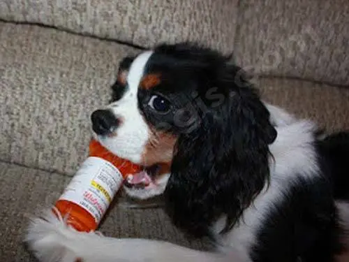 Intoxication à l’aspirine chez un chien