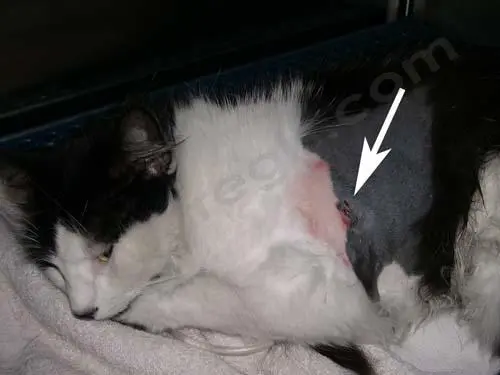 Fracture ouverte de l’épaule chez un chat présenté en urgence dans le service vétérinaire de garde. Une petite plaie (flèche) peut parfois cacher d’importantes lésions en profondeur et avoir de graves conséquences infectieuses.