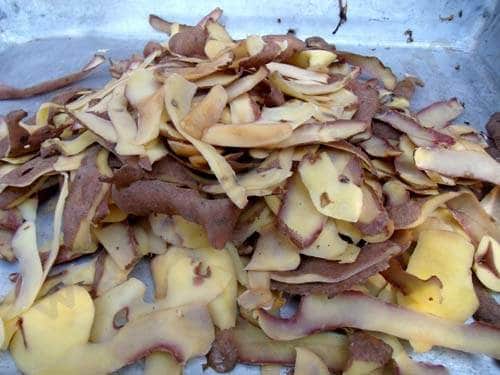 Les épluchures de pommes de terre sont toxiques pour le chien