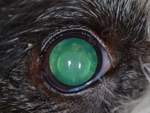 Chez le chien, la mydriase (dilatation de la pupille) peut être associée à une intoxication par le pommier d’amour