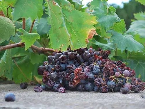Le raisin pourri au pied des vignes est une source d’intoxication chez le chien