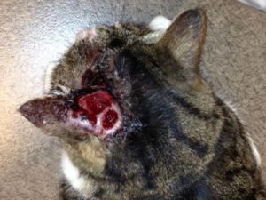 Importante plaie de l’oreille chez un chat mordu par un congénère. Le risque d’infection et l’importance des lésions nécessite une consultation d’urgence chez le vétérinaire.