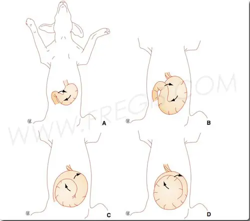 Schéma permettant de comprendre le phénomène de dilatation-torsion d’estomac chez le chien (© PUJOL E, PONCET C, EMV, 3000, 2010)