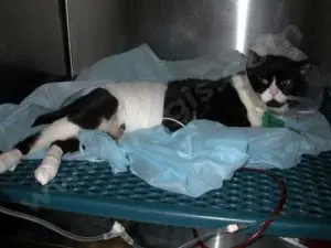Accident de la rue (ou AVP) chez un chat. La radiographie a mis en évidence une rupture de la vessie. Le chat a été opéré en urgence et mis en réanimation avec une sonde dans la vessie, une perfusion, un traitement contre la douleur, …