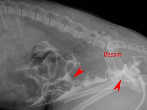 radiographie chien accidenté
