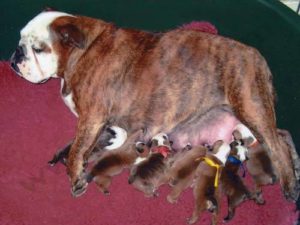 Chienne Bulldog anglais et ses nombreux chiots après une césarienne