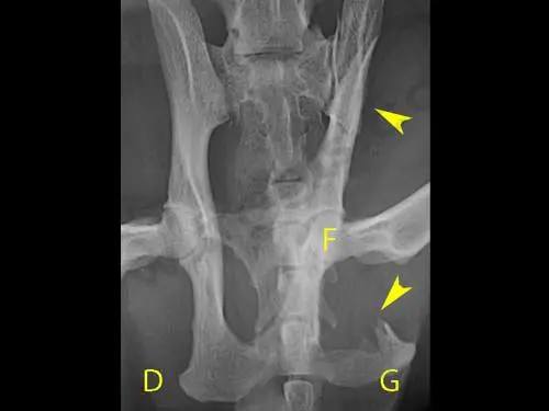 Grave déformation du bassin (flèches jaunes) suite à des fractures et un enfoncement de l’articulation de la hanche (F). Sur cette chienne, une césarienne sera obligatoire