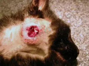 Volumineux abcès nécrosé chez un chat, nécessitant un traitement chirurgical