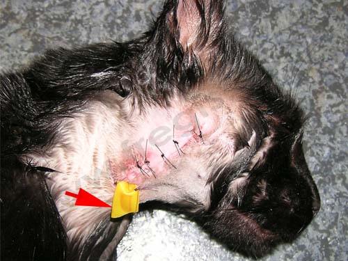 Abcès chez le chat : après chirurgie, un drain (flèche) est mis en place