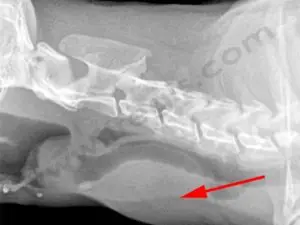 Radiographie mettant un évidence un volumineux abcès au niveau de la gorge chez un chat