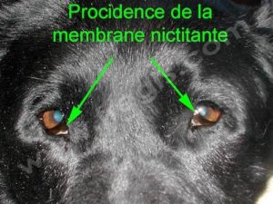 Procidence bilatérale de la 3ème paupière (ou membrane nictitante) chez un chien.