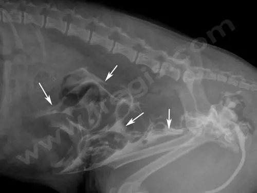 radiographie chien abodominale