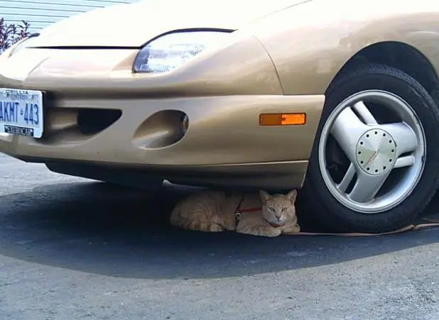 voiture chat