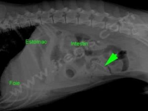 Radiographie de l’abdomen (ventre) d’un chien ayant avalé un noyau de pêche et présentant des vomissements. Il y a ici occlusion digestive.