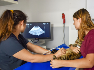 radiographie chat
