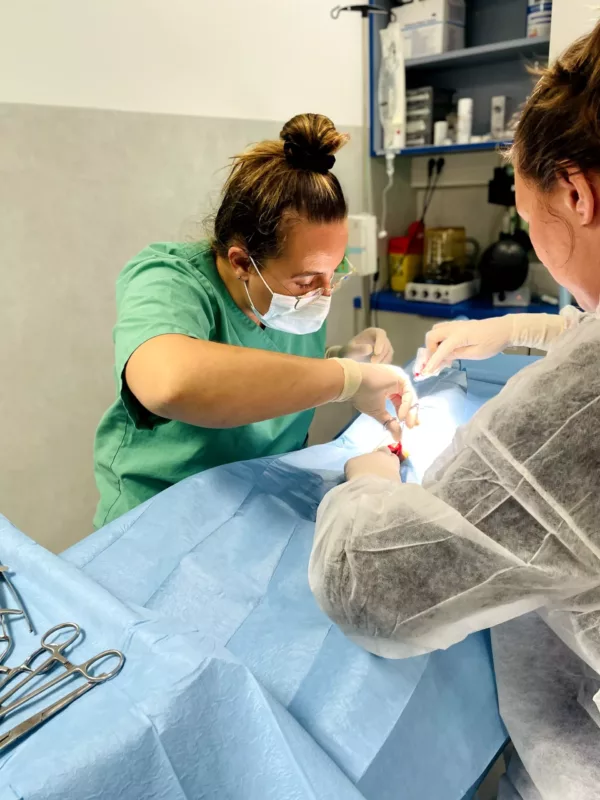 Membre de l'équipe vétérinaire Vet-Urgentys pendant une opération chirurgicale