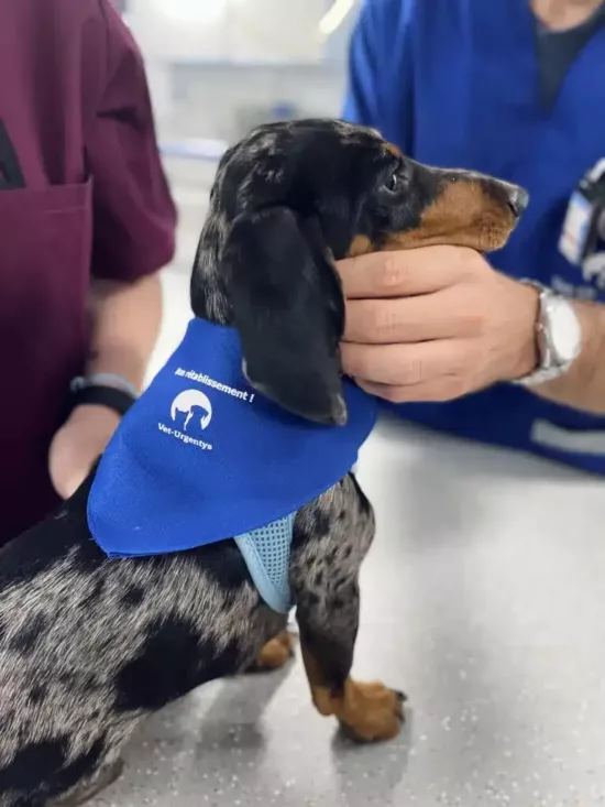 Chien caressé par une main d'un membre de l'équipe vétérinaire Vet-Urgentys